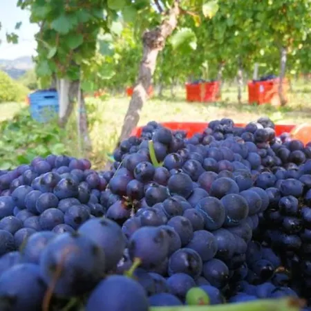 Tenuta Monteoliveto Intera Struttura In Esclusiva Vesime